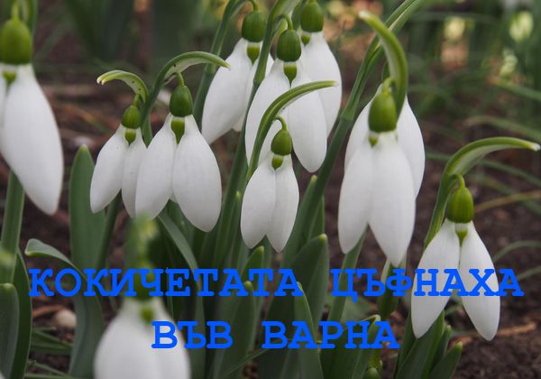 Кокичетата цъфнаха във Варна
